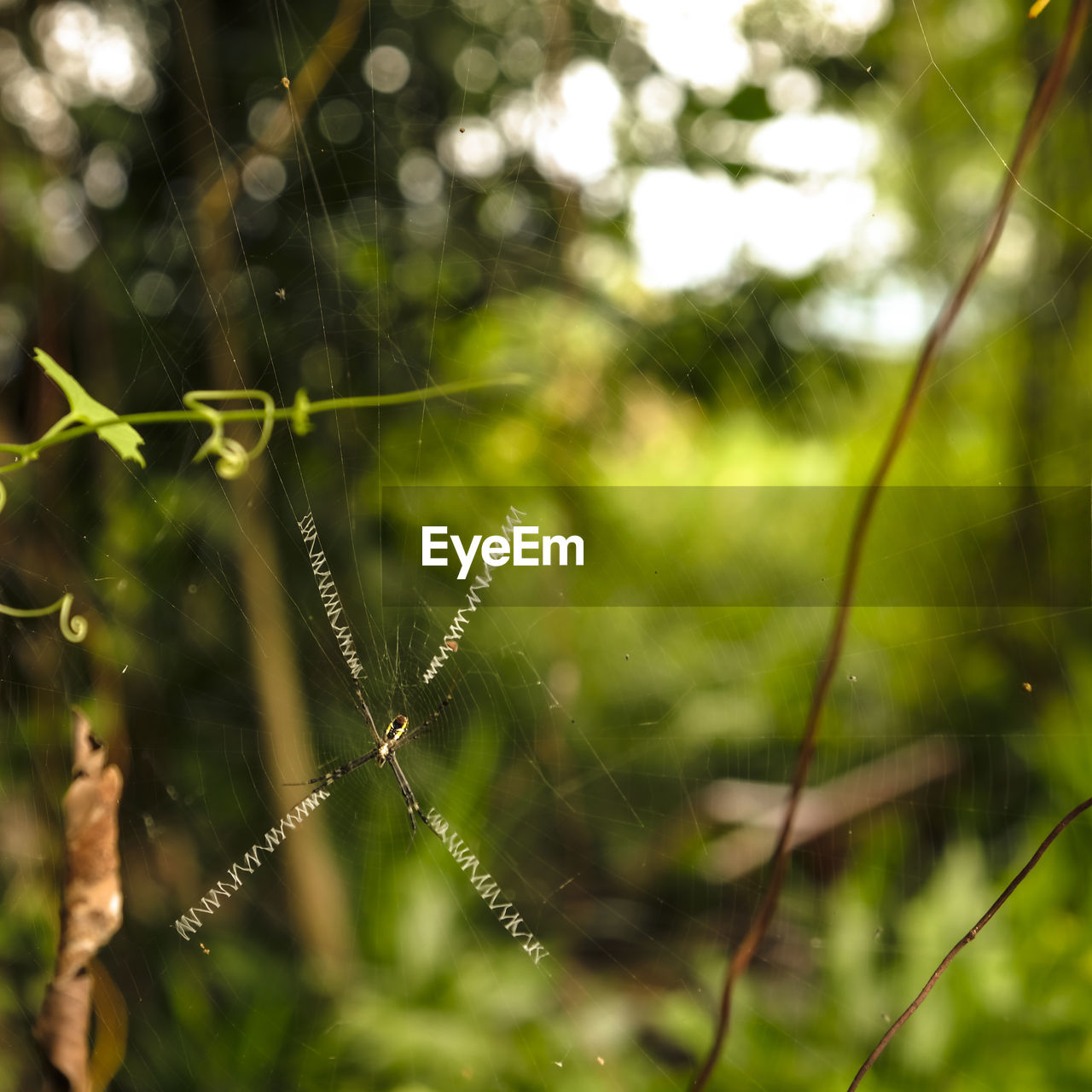 Close-up of wet spider web on plant