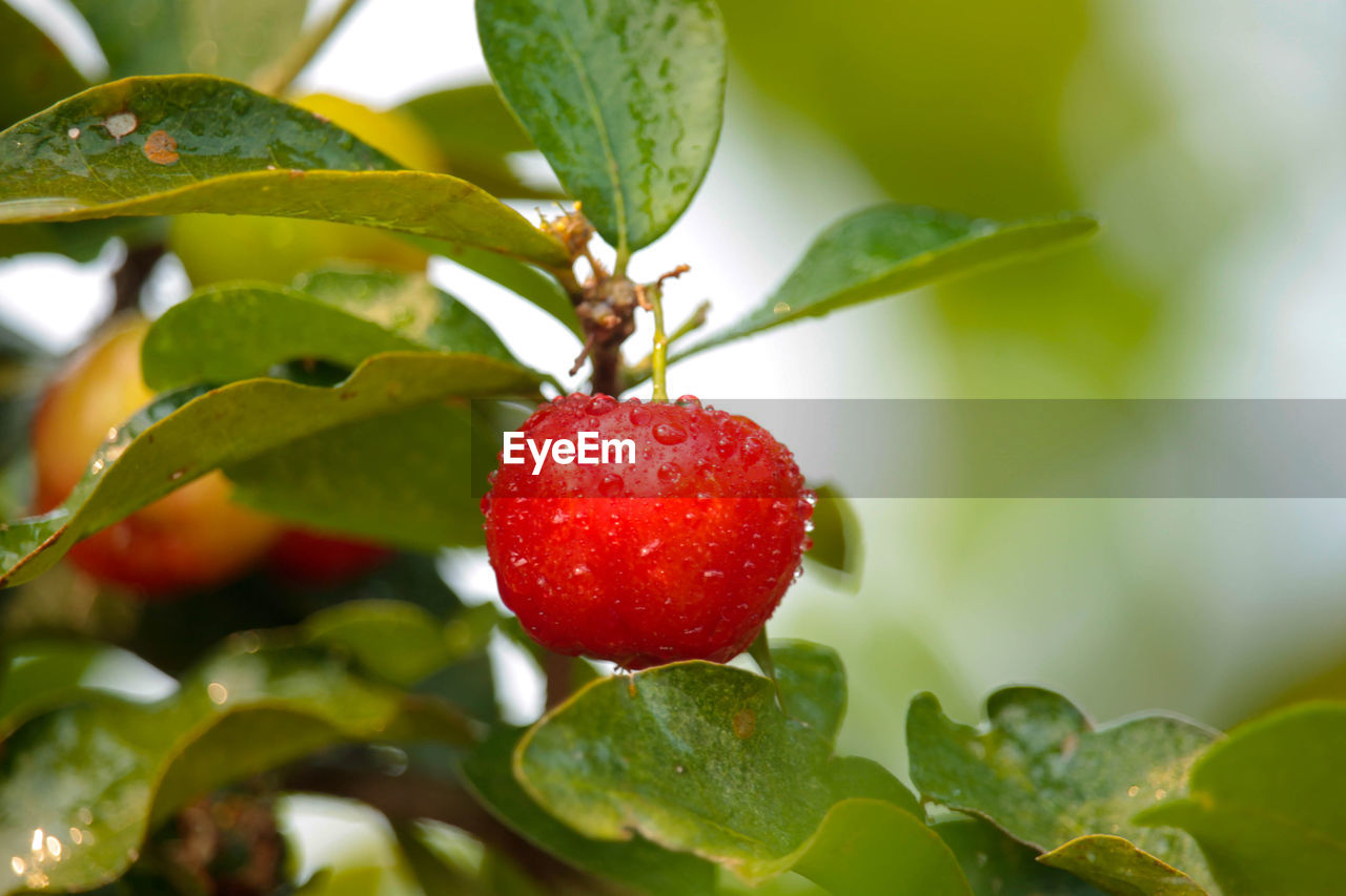 CLOSE-UP OF STRAWBERRY ON TREE