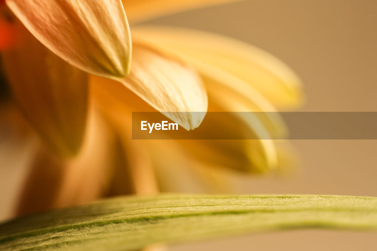 CLOSE UP OF FLOWER HEAD