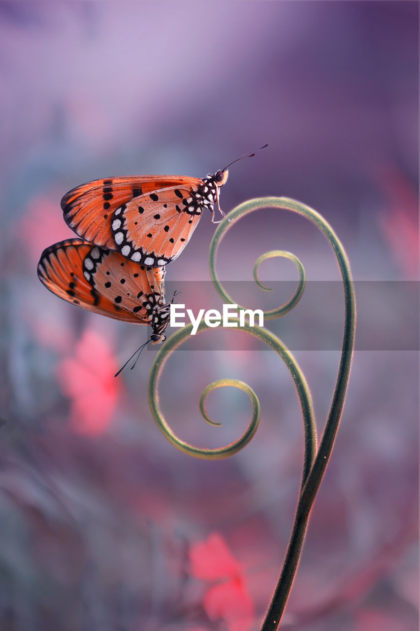 Close-up of butterfly on flower