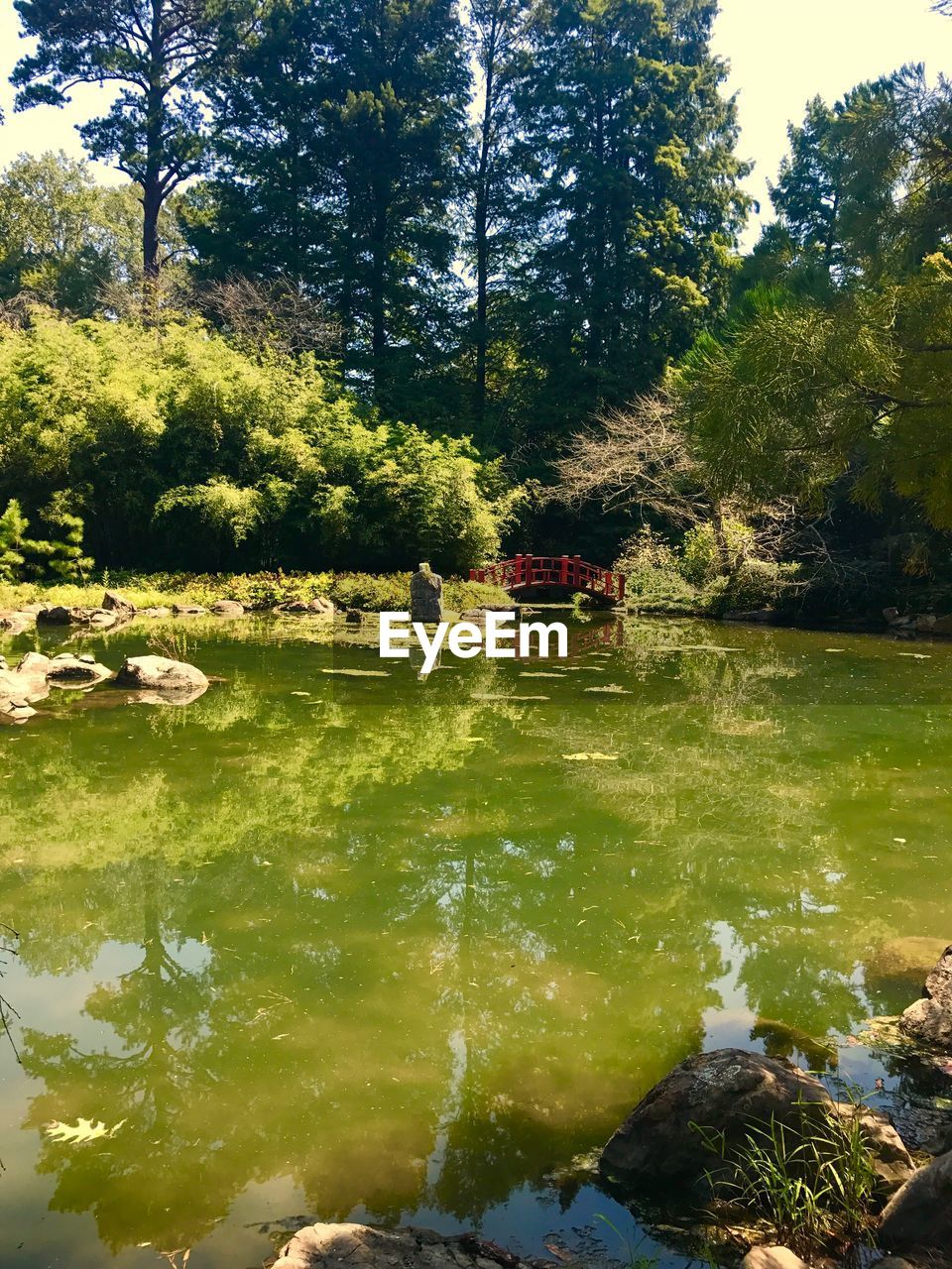 SCENIC VIEW OF LAKE IN FOREST