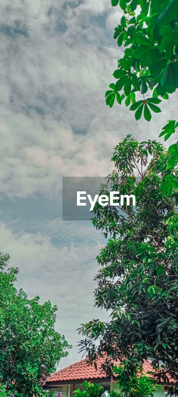 LOW ANGLE VIEW OF TREES AGAINST SKY