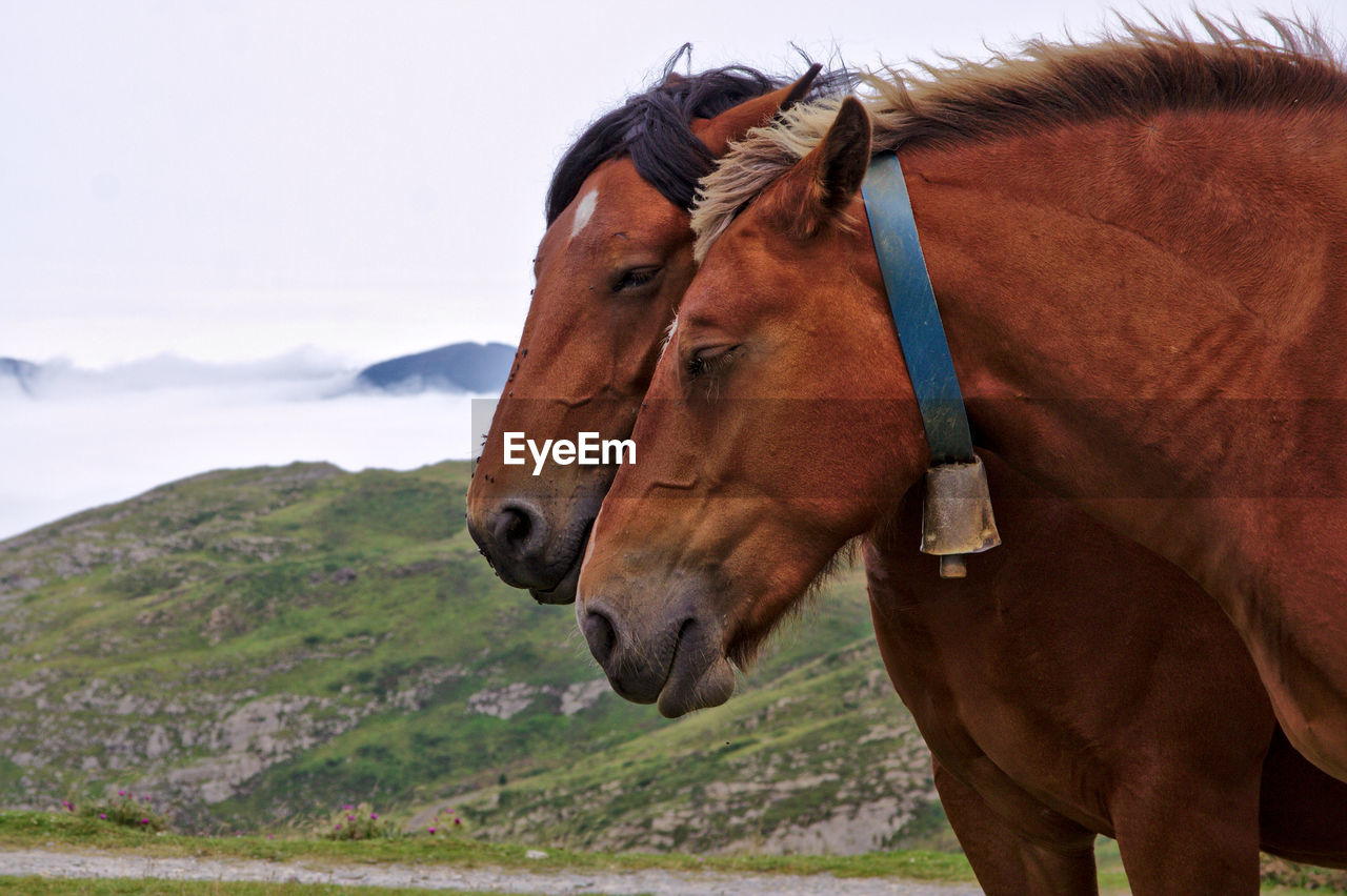 Brown horses on field against sky