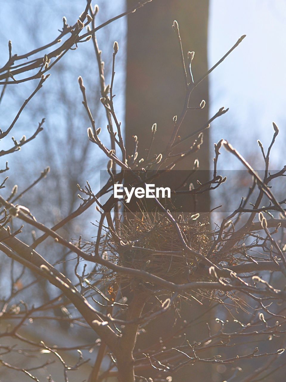 CLOSE-UP OF BRANCH AGAINST SKY