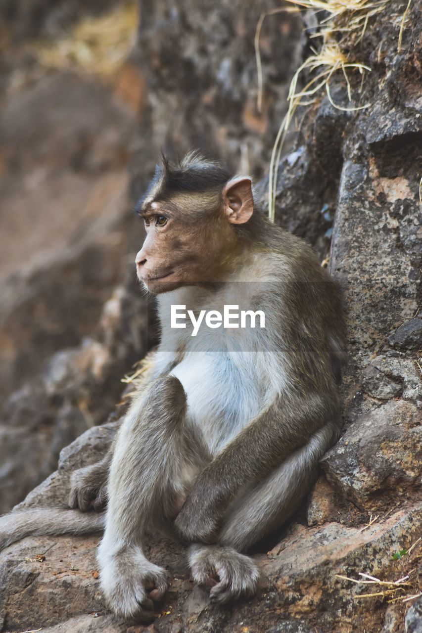 Monkey sitting on rock