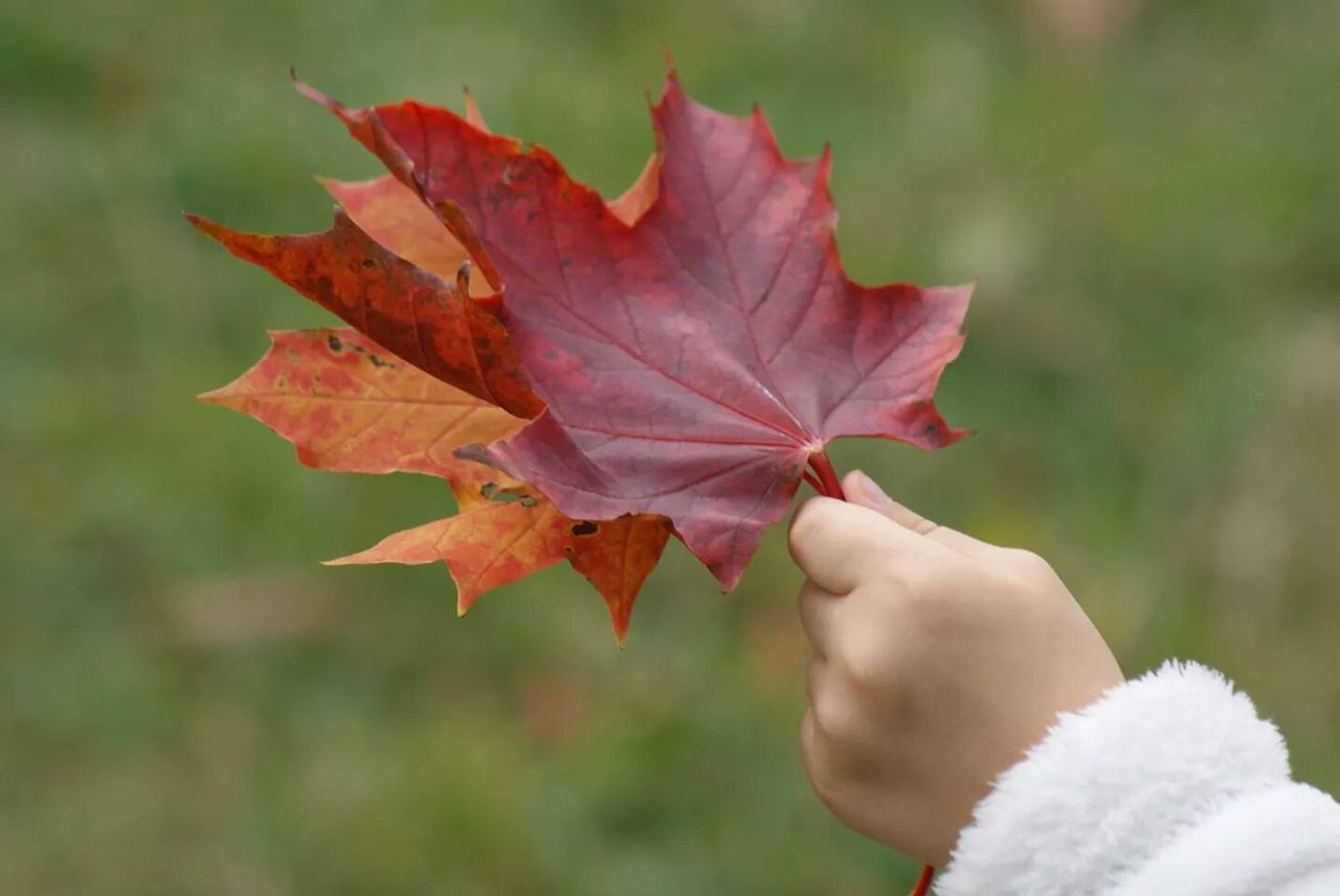 Hand holding leaves