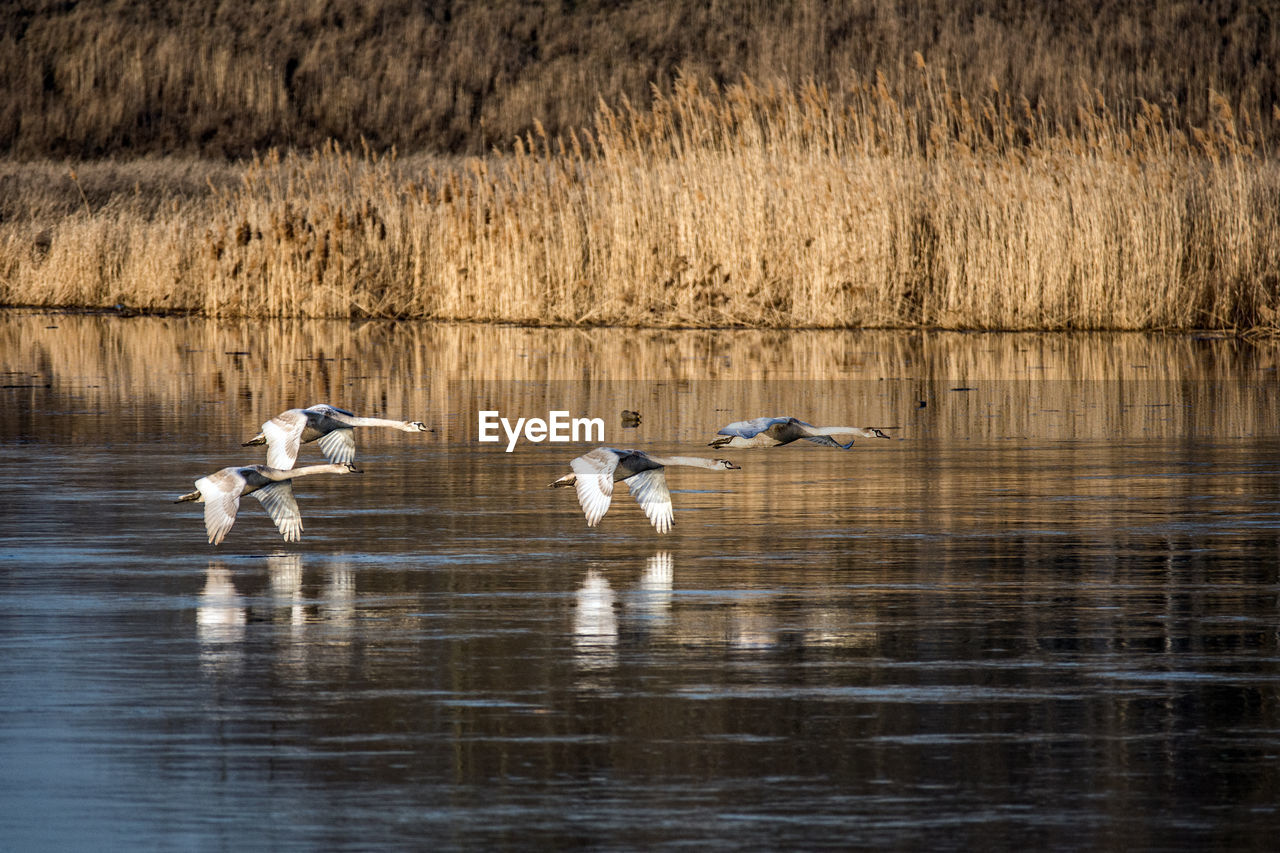 SIDE VIEW OF BIRDS IN CALM LAKE