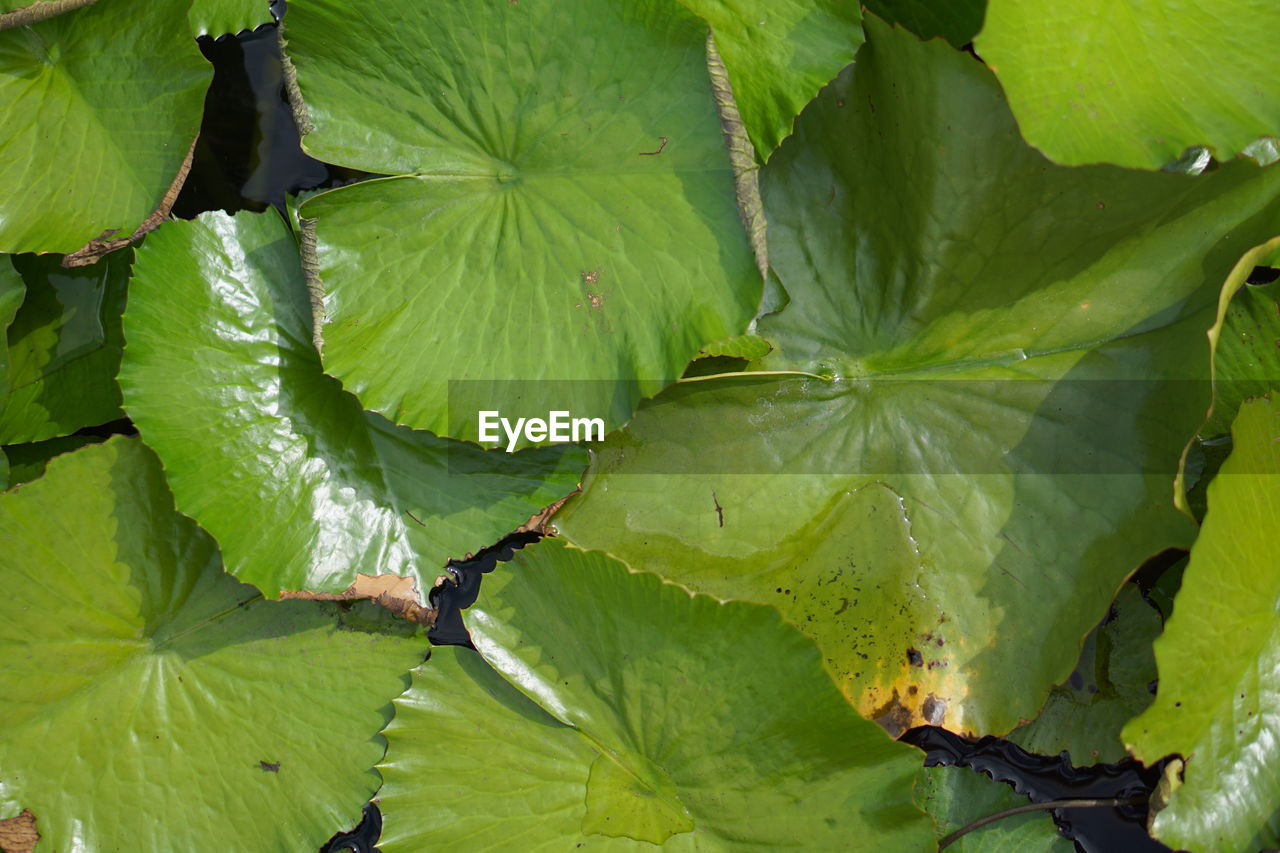 HIGH ANGLE VIEW OF LEAVES ON PLANT