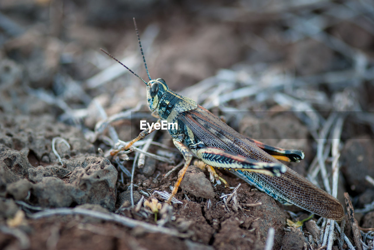 Close-up of grasshopper on field