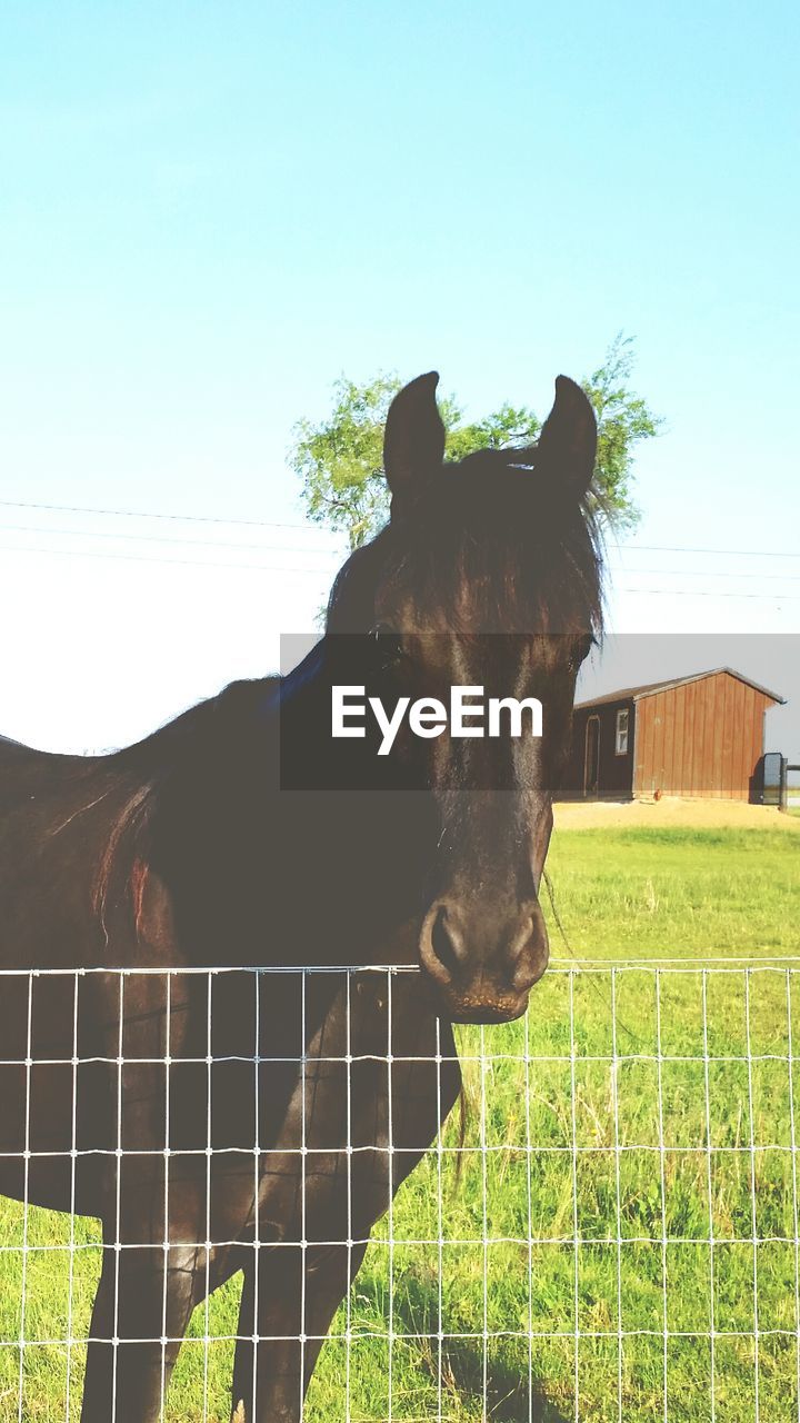 Horse standing by fence