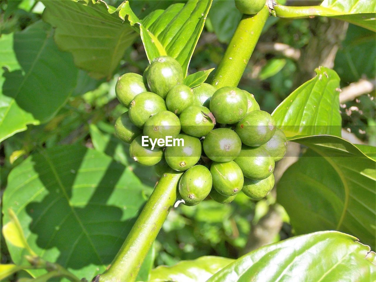 Close-up of fruits growing on plant