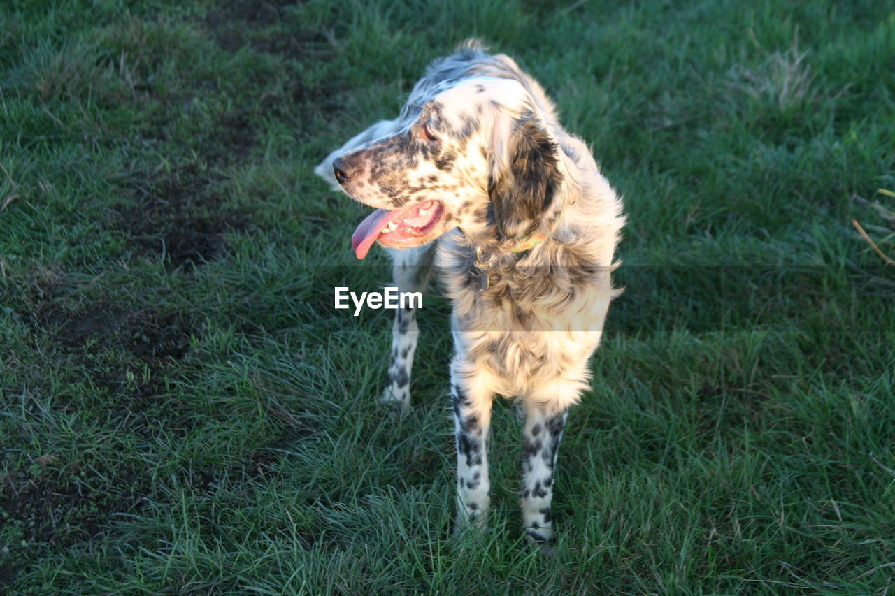 Dog in grass