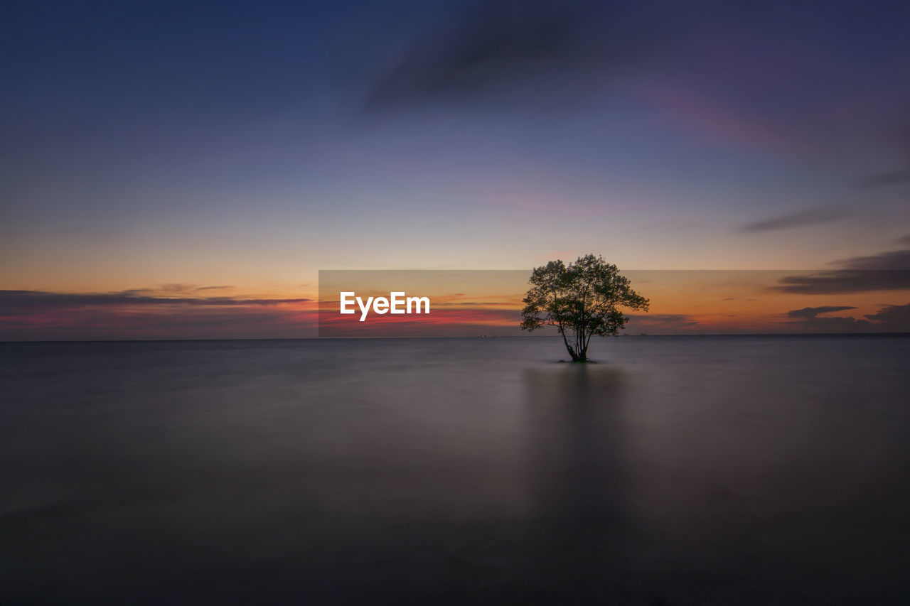 Silhouette tree by sea against sky during sunset
