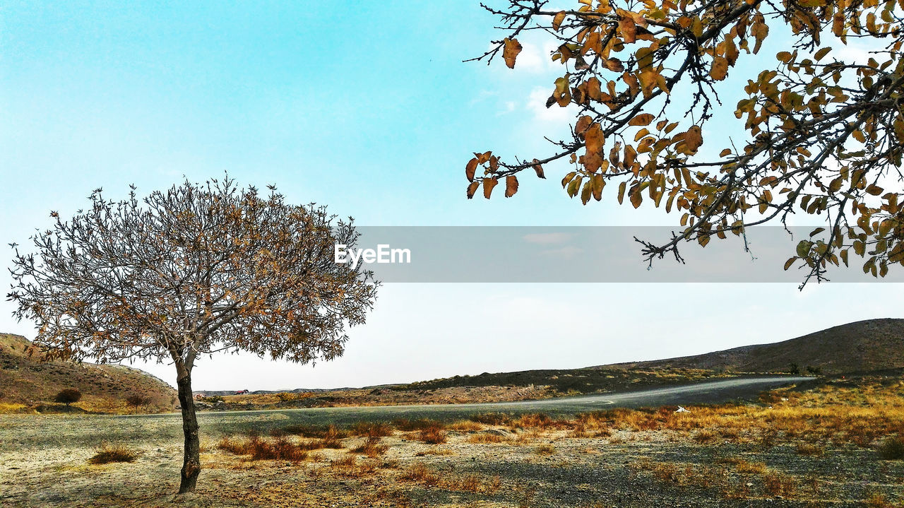 Bare tree on field against sky