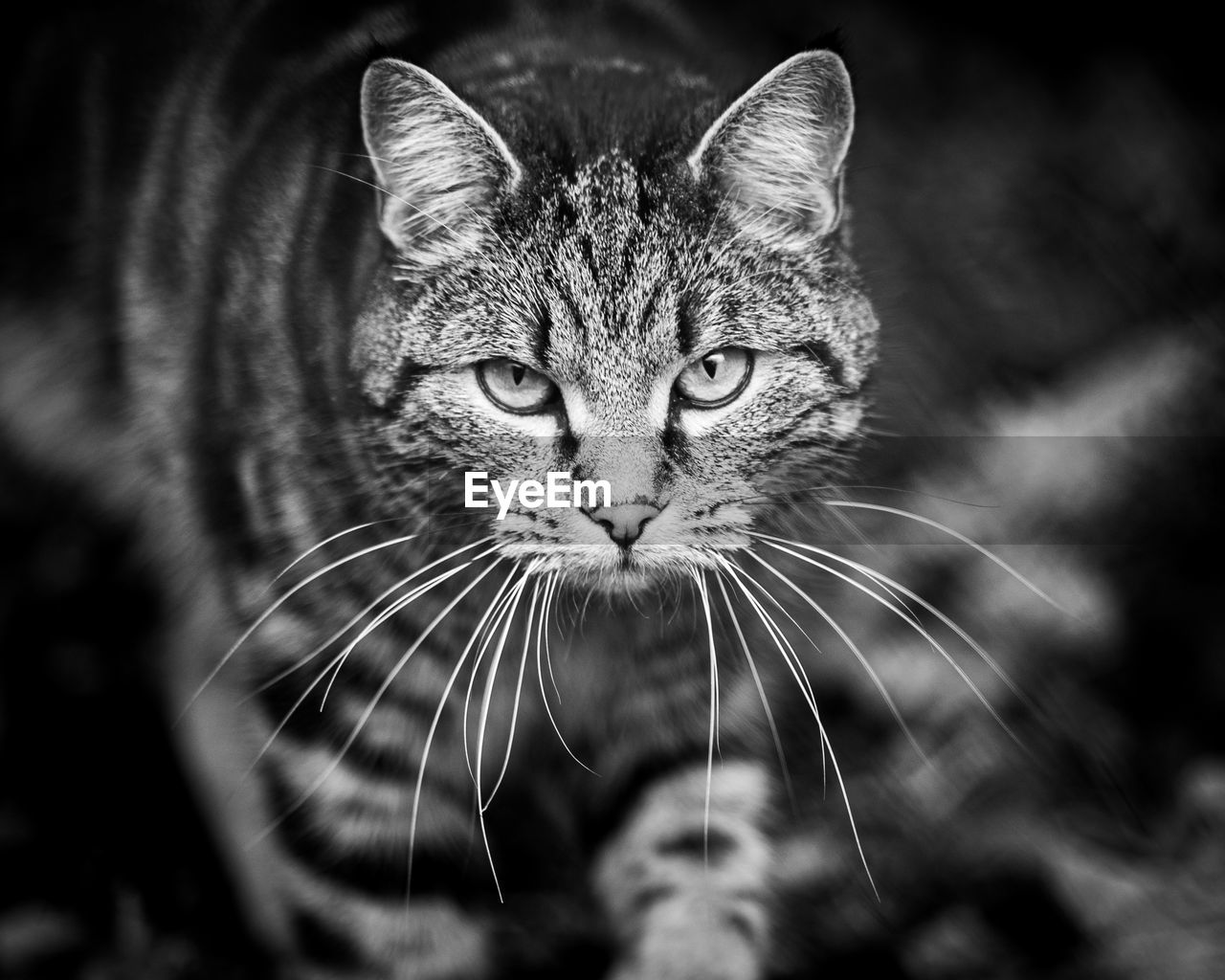 PORTRAIT OF CAT