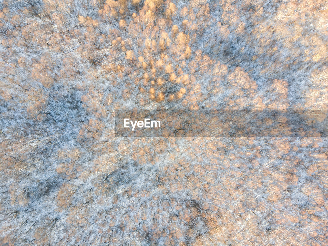 Aerial view of trees on landscape