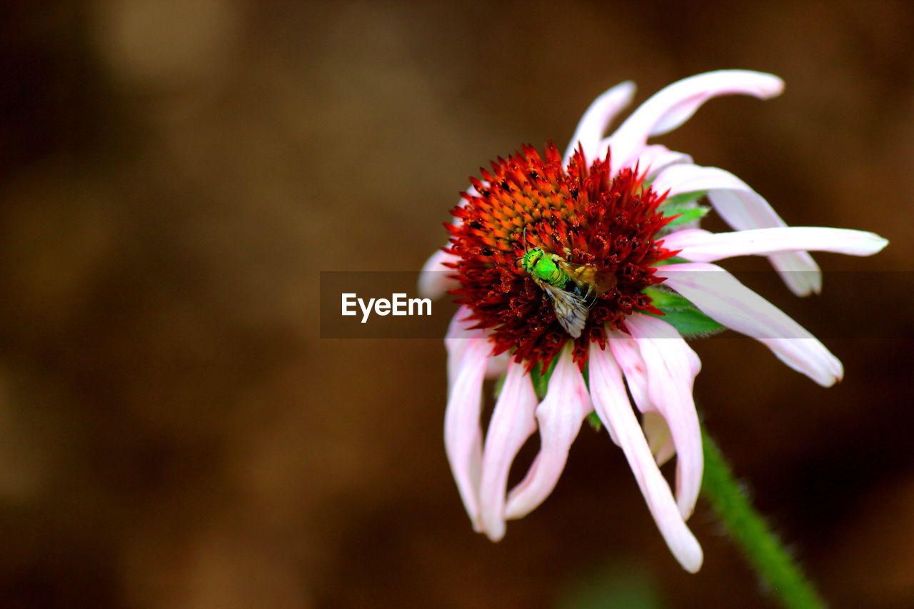 Close-up of insect pollinating on white flower