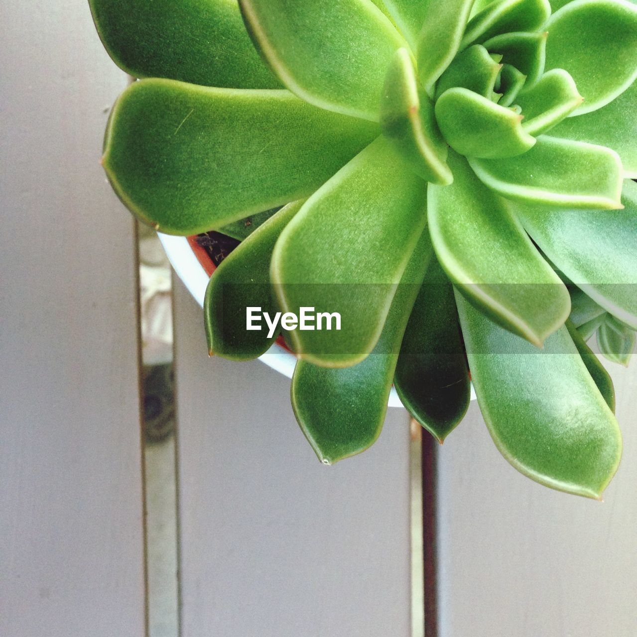 Close-up of a green plant