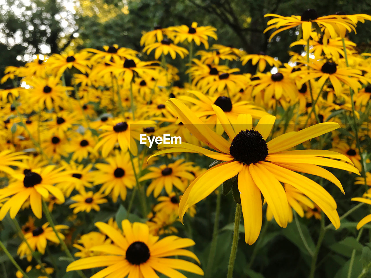 Close-up of yellow daisy flowers