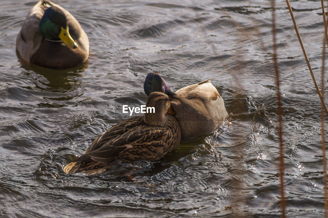 DUCKS SWIMMING IN WATER