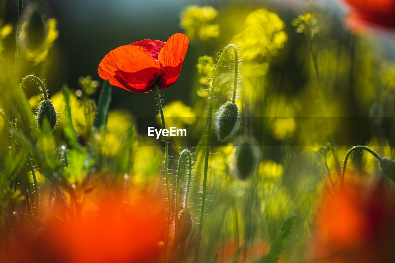 Field of red poppies in springtime.