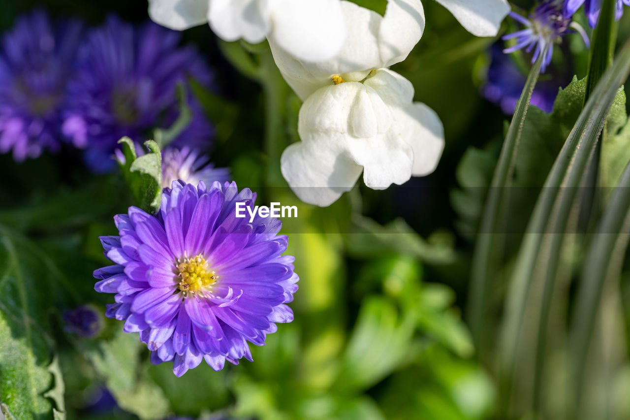 flower, flowering plant, plant, freshness, beauty in nature, purple, close-up, nature, flower head, petal, inflorescence, growth, fragility, botany, no people, wildflower, macro photography, plant part, blossom, garden, leaf, springtime, outdoors, summer, food and drink, focus on foreground, vegetable, multi colored, food, blue