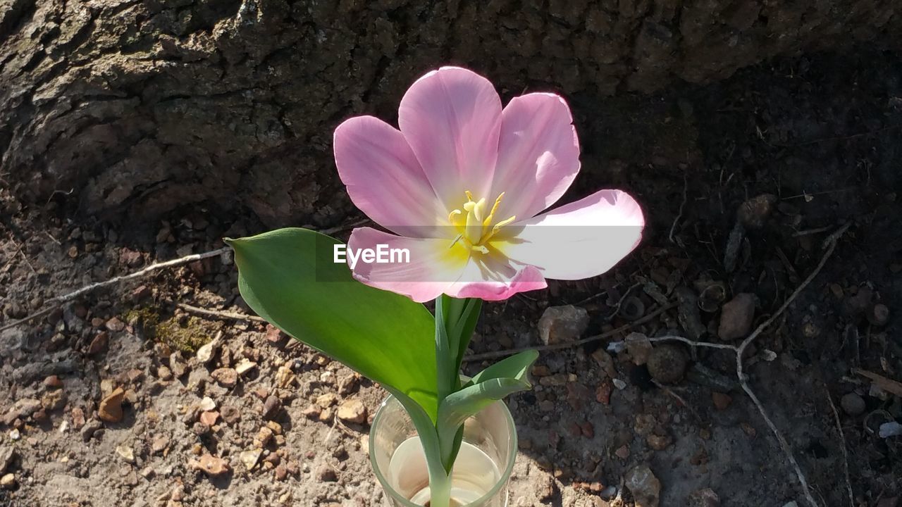 Close-up of pink flowers growing in field