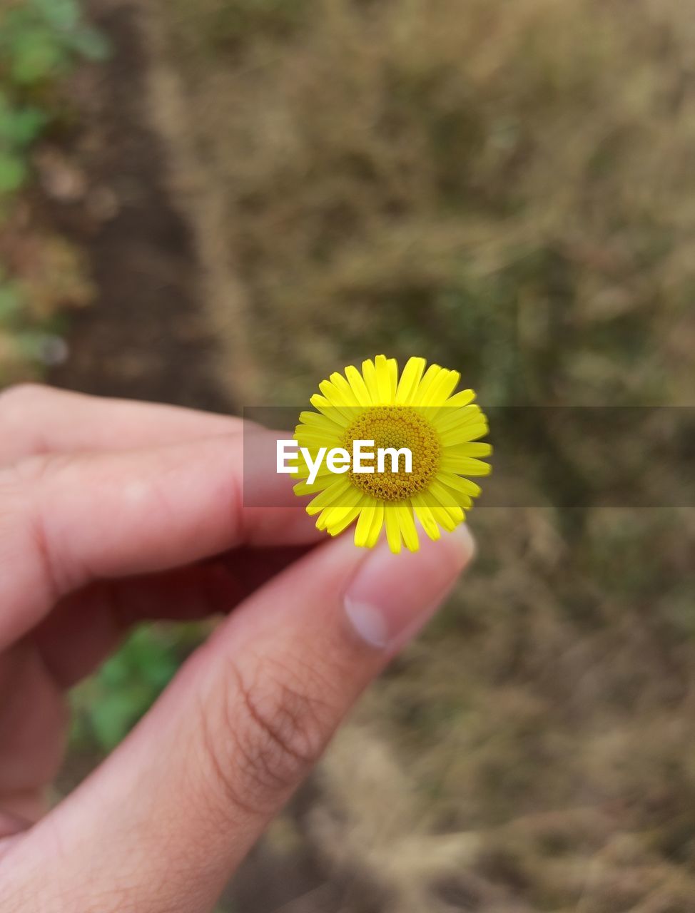 hand, flower, yellow, flowering plant, plant, holding, freshness, one person, fragility, close-up, flower head, nature, beauty in nature, focus on foreground, inflorescence, growth, finger, petal, day, outdoors, leaf, daisy, adult, pollen, macro photography