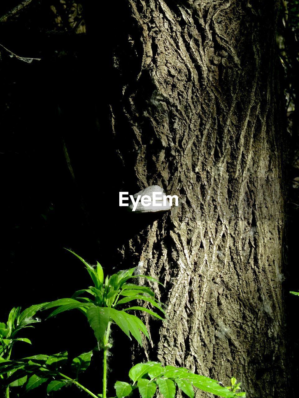 CLOSE-UP OF PLANT GROWING ON TREE TRUNK