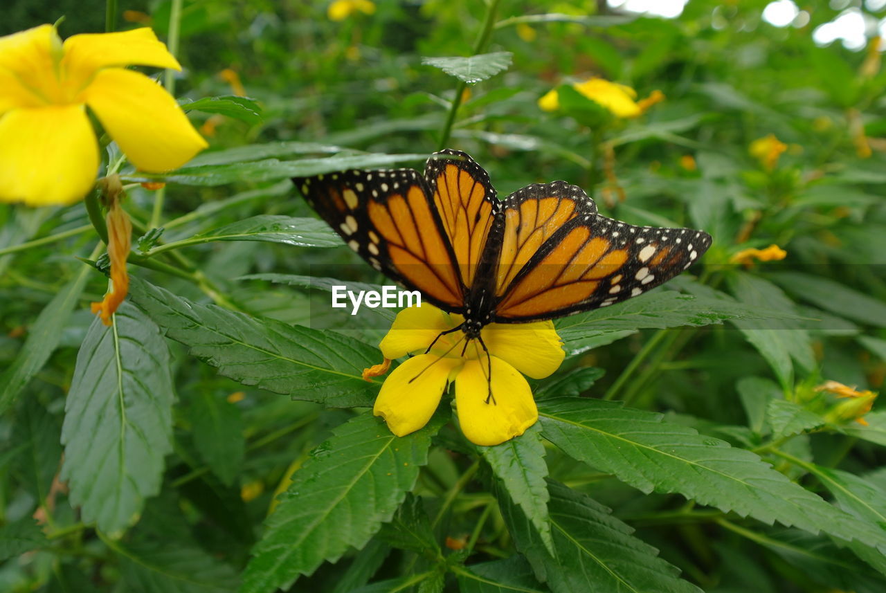 CLOSE-UP OF INSECT ON YELLOW FLOWERS