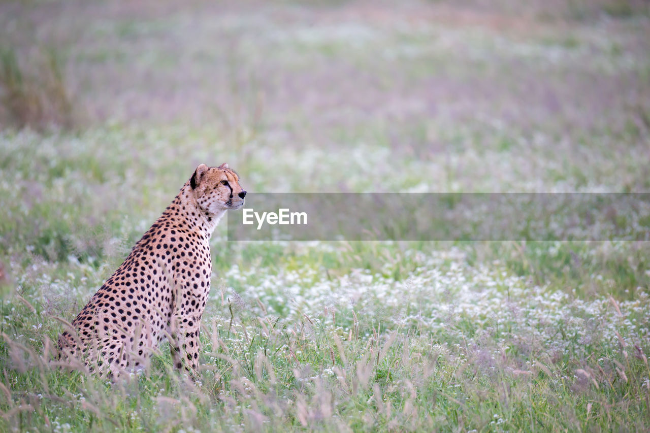 Cheetah in the grassland in the national park