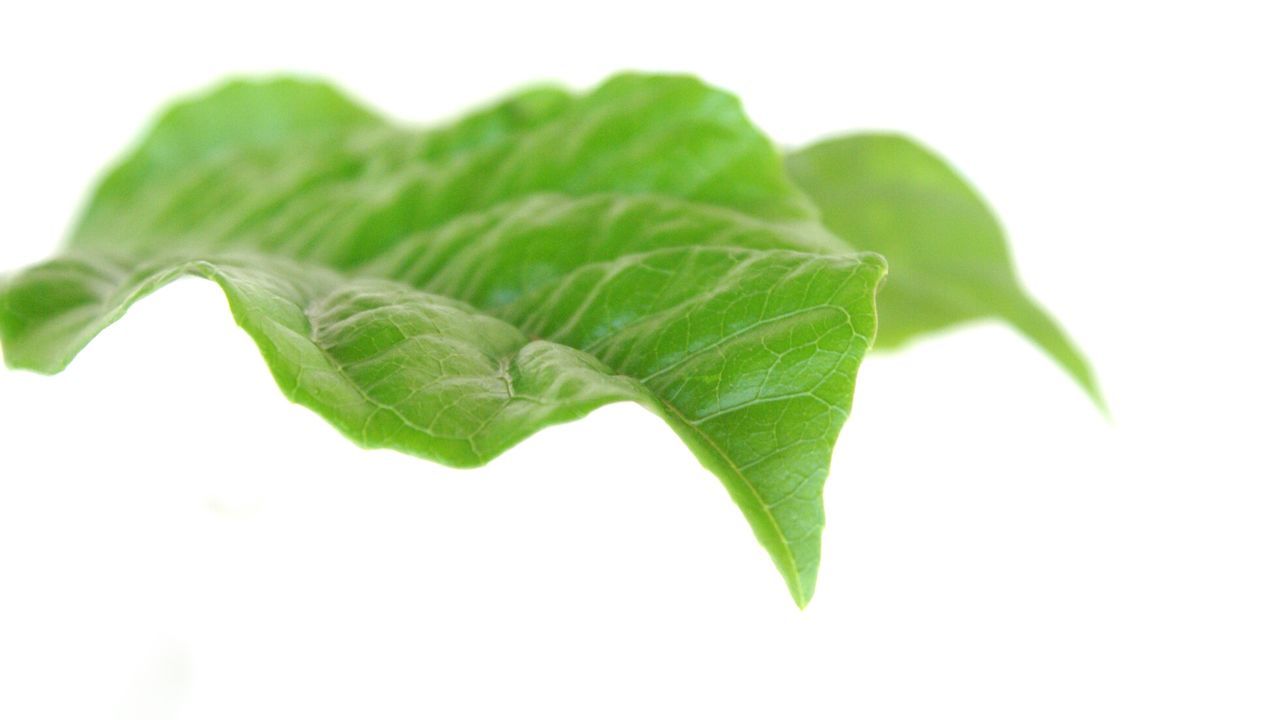 CLOSE-UP OF LEAVES OVER WHITE BACKGROUND