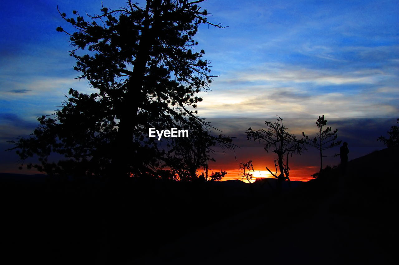 SILHOUETTE OF TREES AT SUNSET