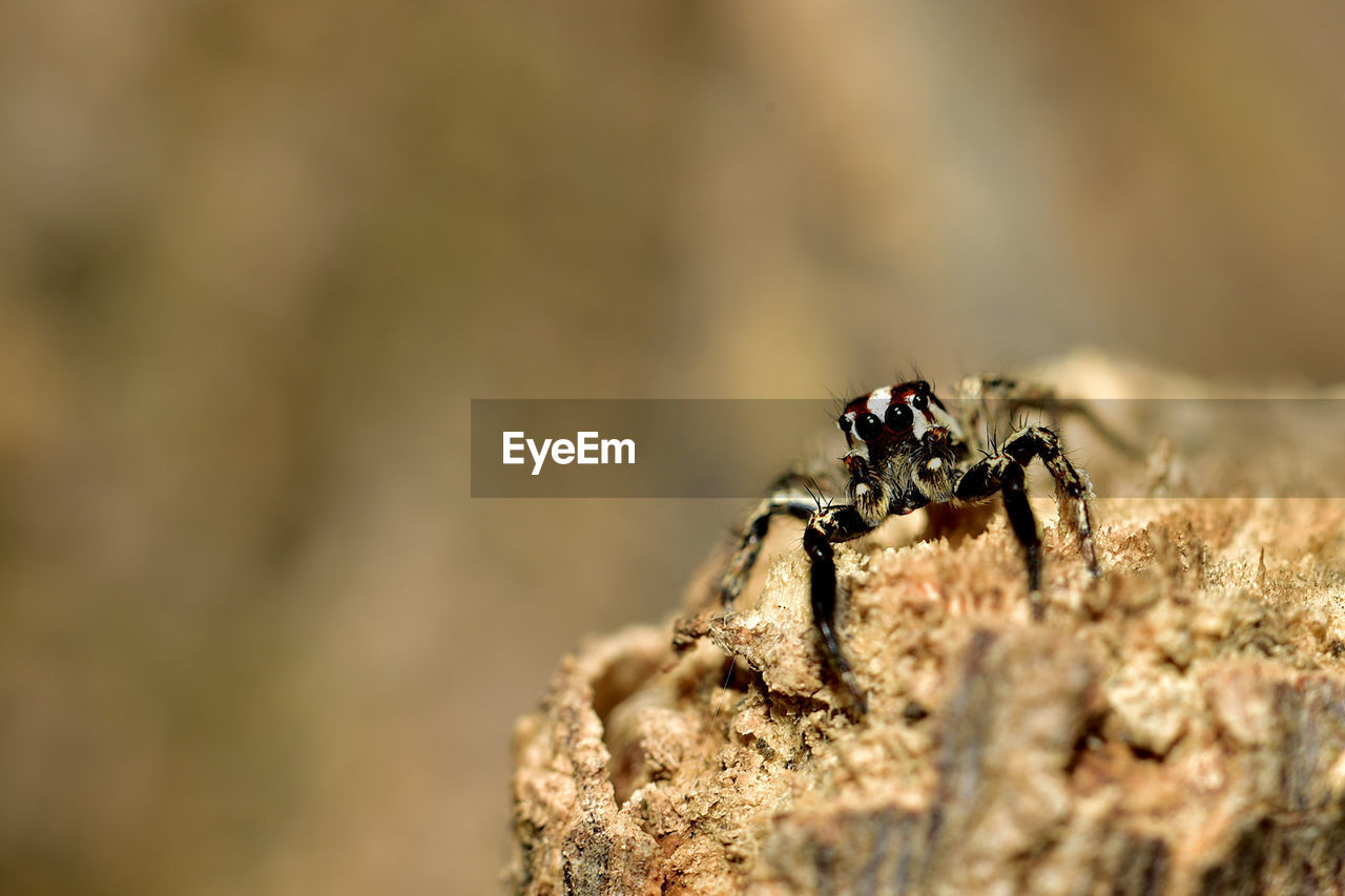 CLOSE-UP OF SPIDER IN ROCK