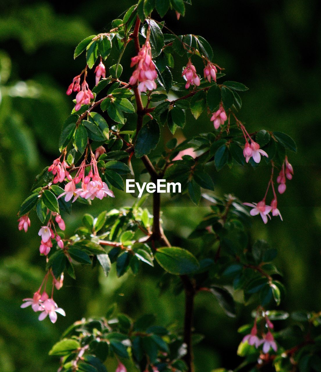 CLOSE-UP OF PINK FLOWERS BLOOMING