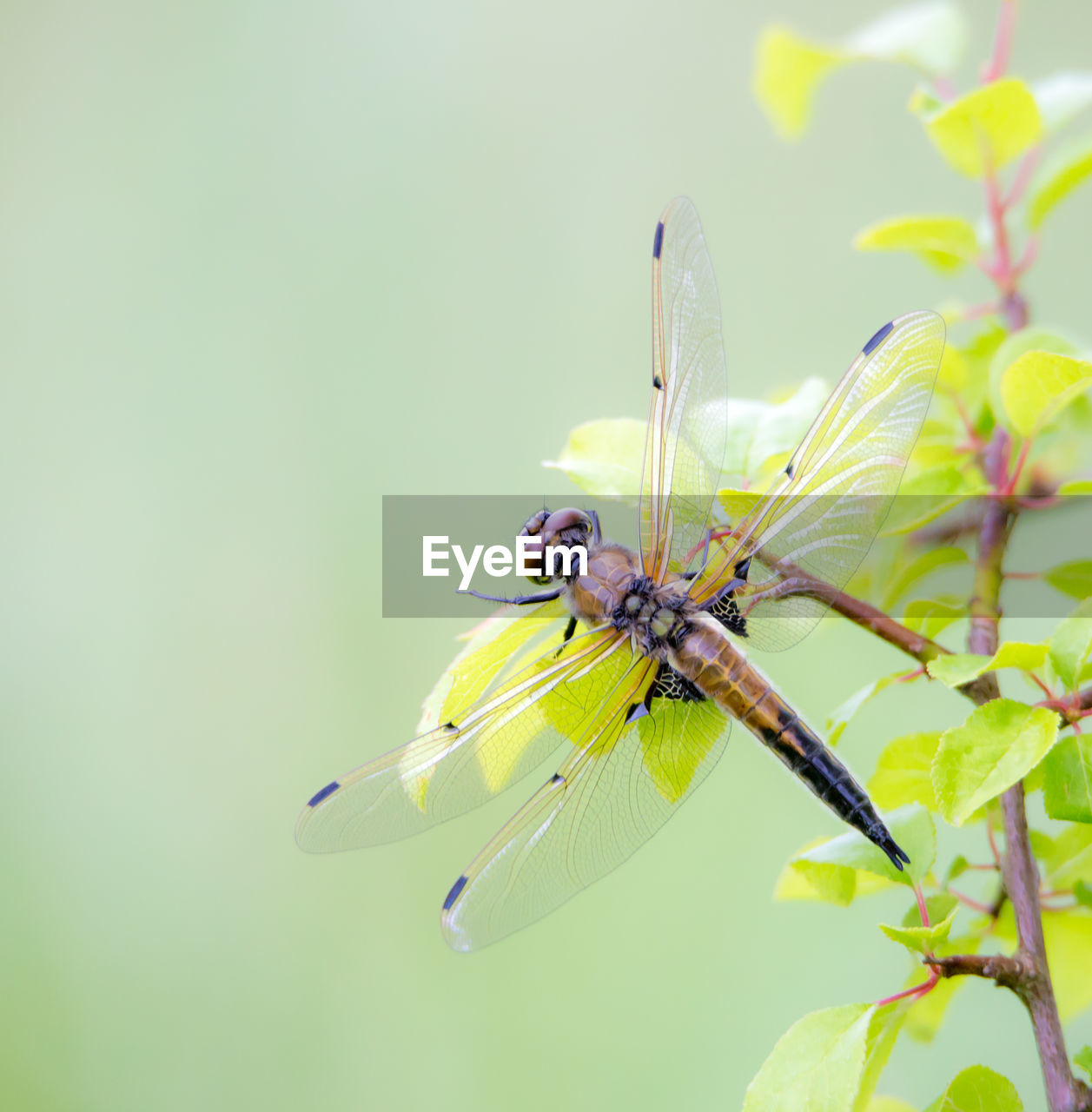 CLOSE-UP OF GRASSHOPPER