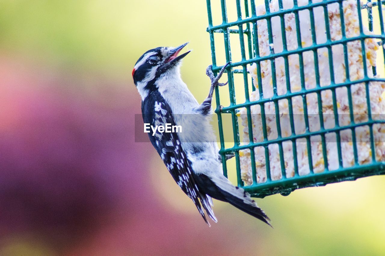 CLOSE-UP OF BIRD PERCHING ON FEEDER AT NIGHT