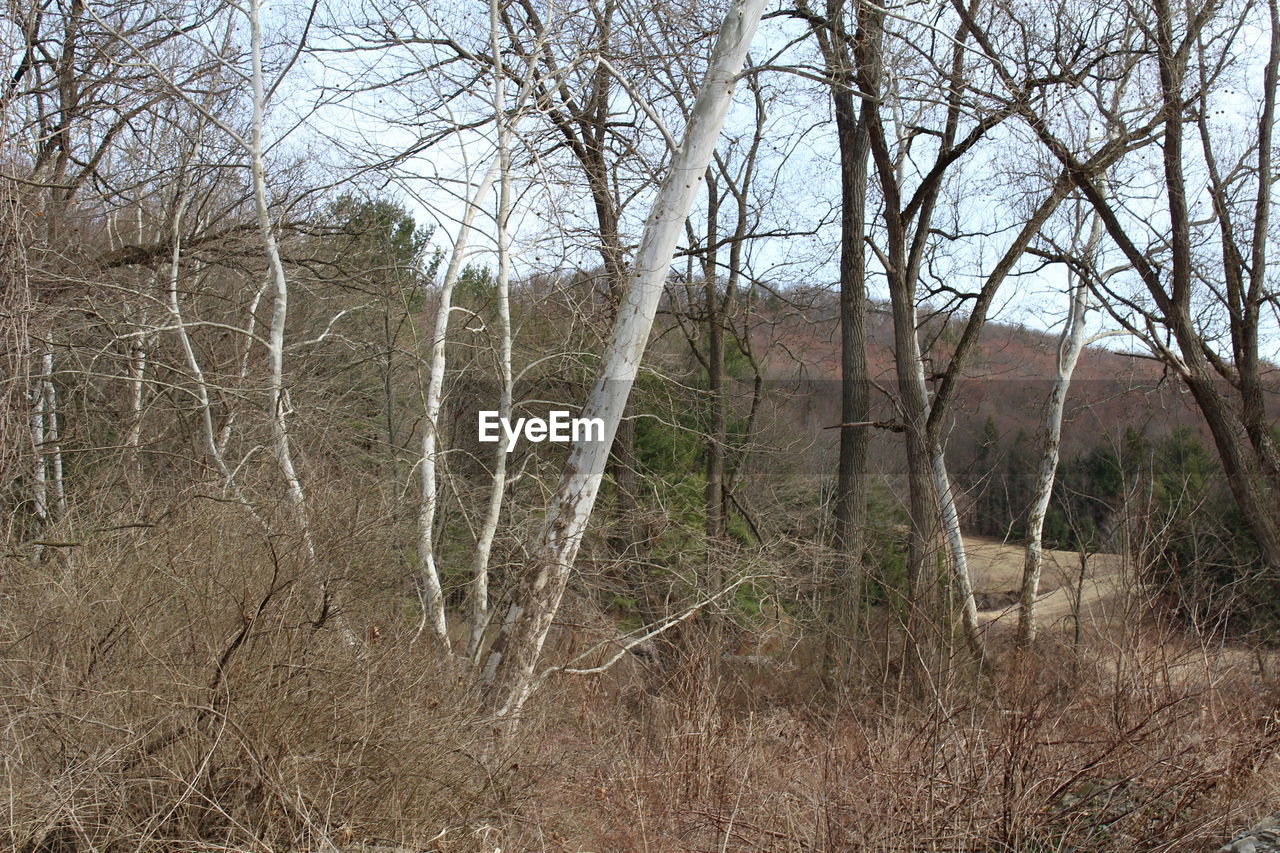 BARE TREES IN THE DARK