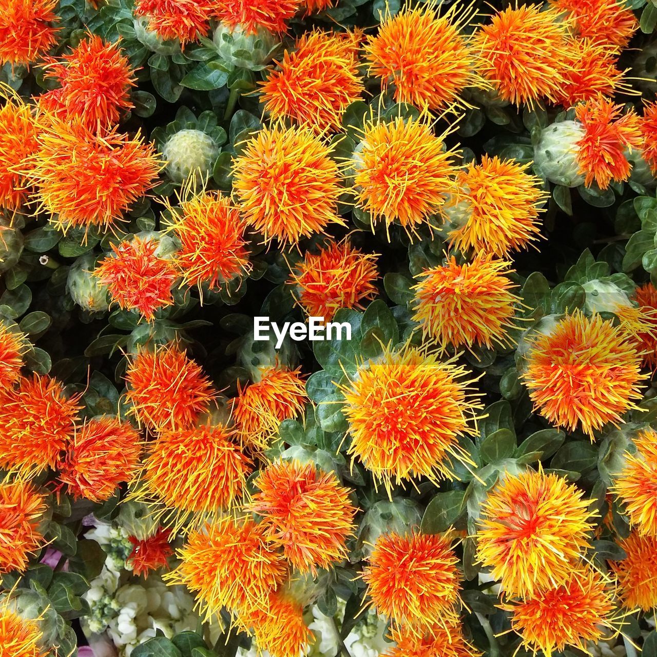 CLOSE-UP OF ORANGE FLOWERS BLOOMING OUTDOORS