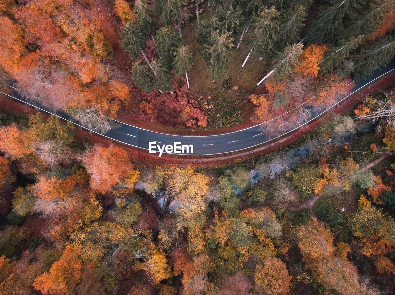 High angle view of road amidst trees in forest during autumn