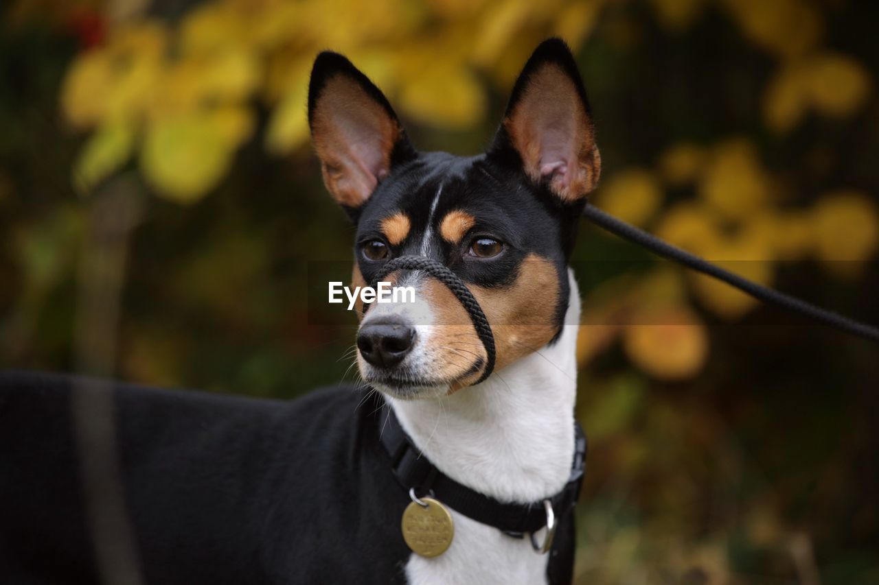 PORTRAIT OF DOG LOOKING AWAY