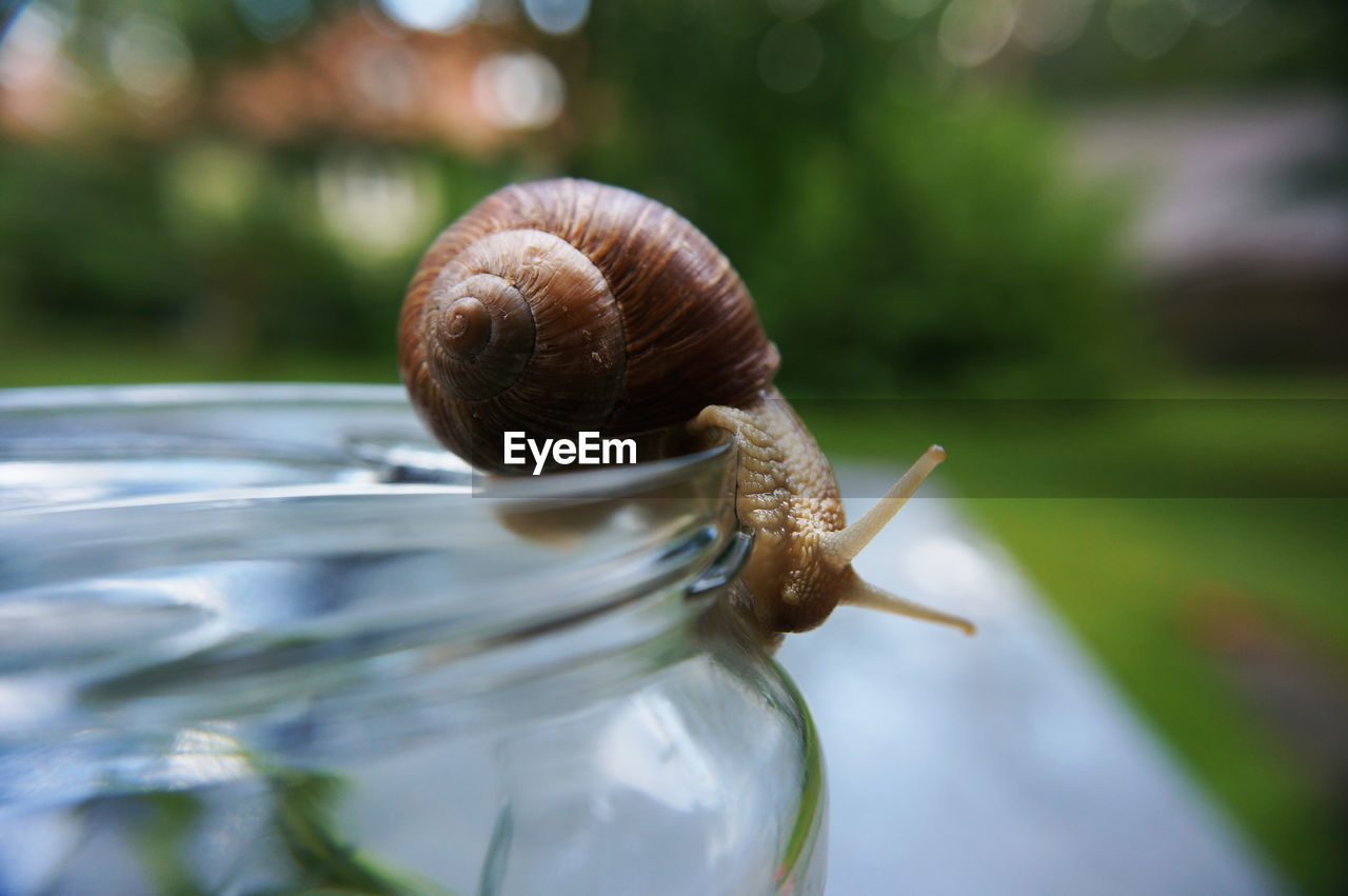 Close-up of snail on glass container