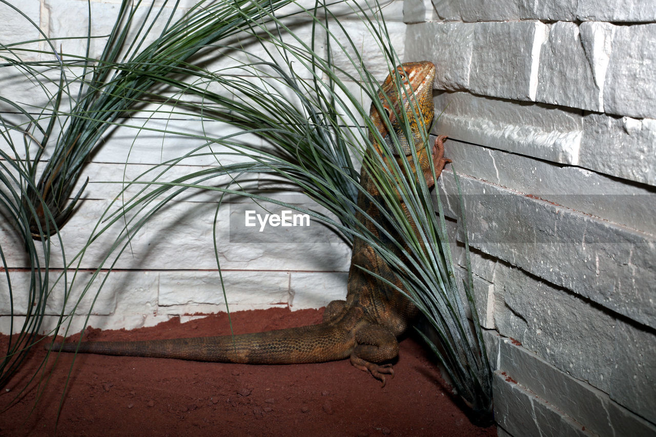 CLOSE-UP OF PLANTS ON WALL