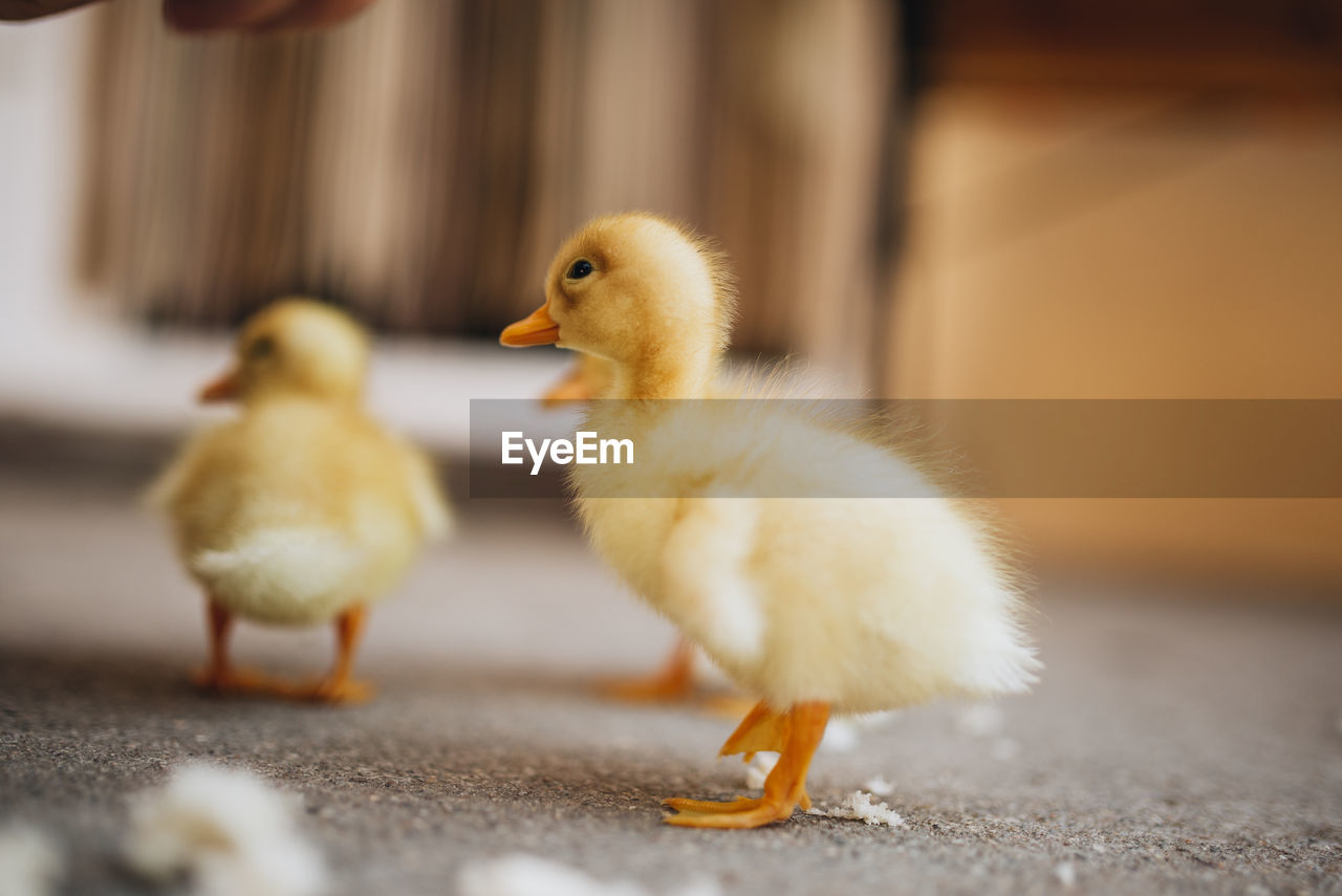 Little yellow ducklings outdoors closeup.