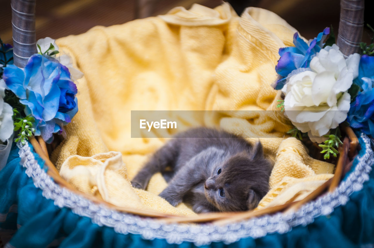 Kitten resting in decorated basket