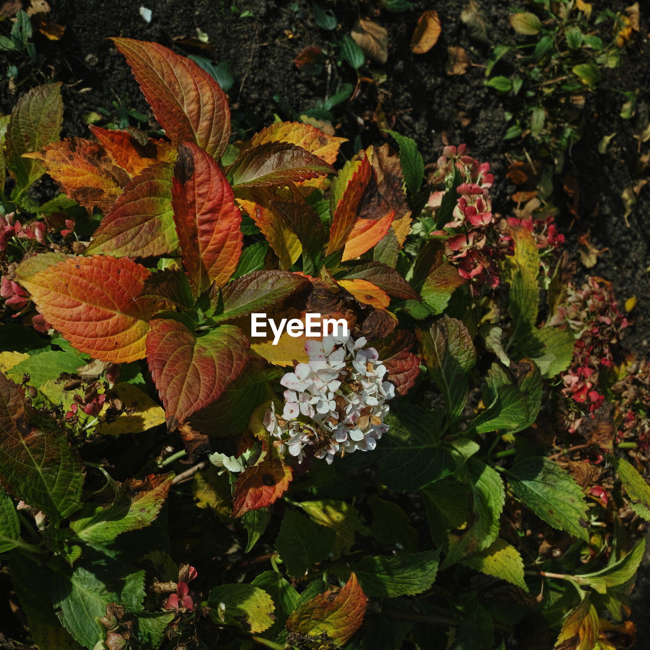 CLOSE-UP OF AUTUMN LEAF