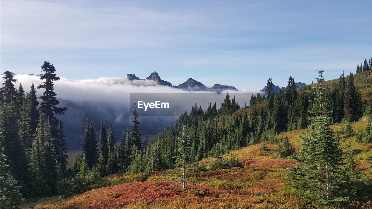 Panoramic view of pine trees in forest against sky - autumn in mount rainier national park
