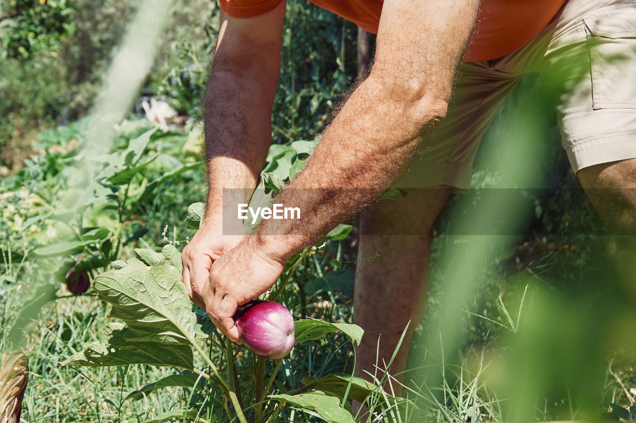 Man's hand collects aubergines in the synergistic vegetable garden. working in the garden. 