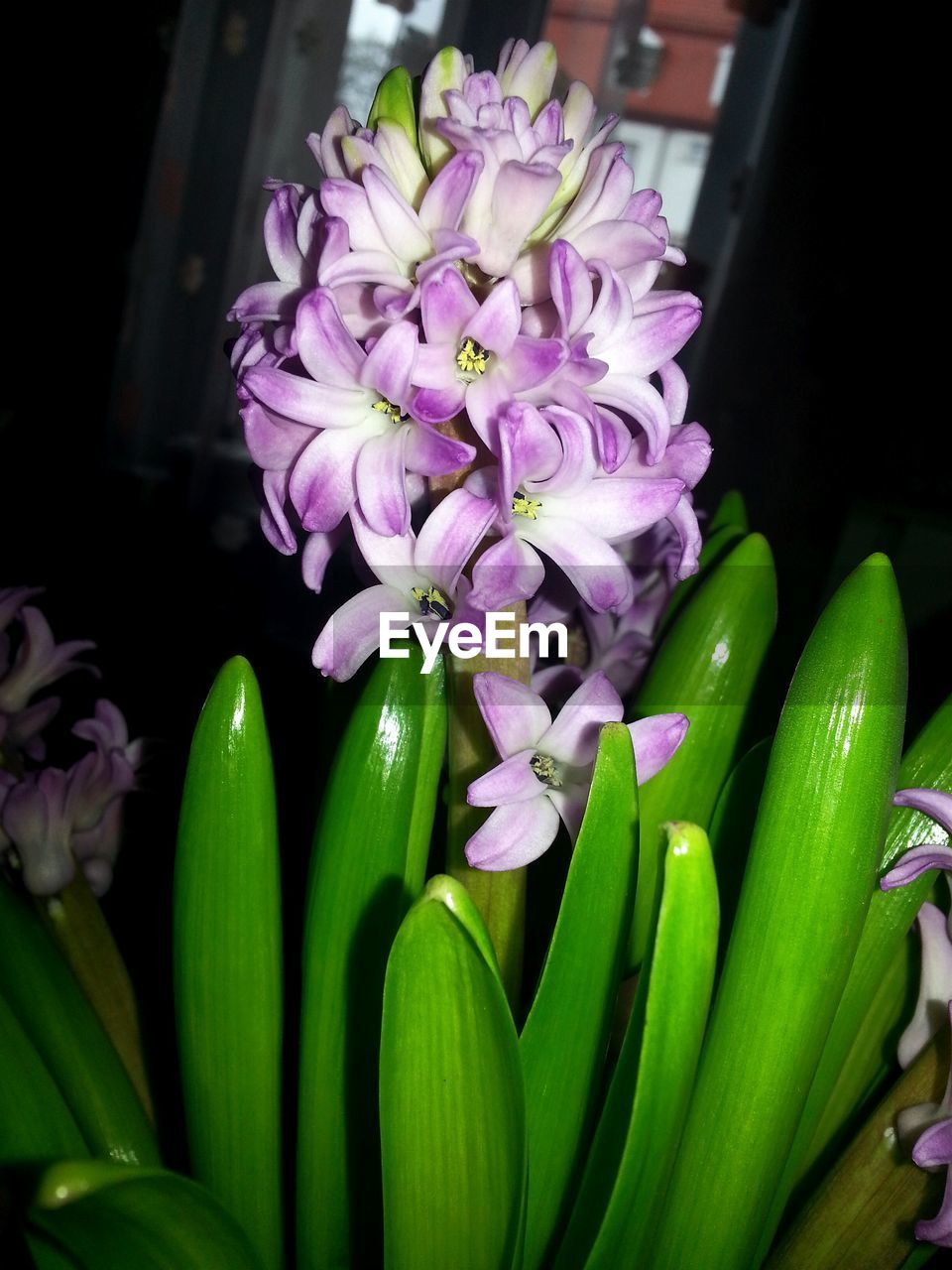 CLOSE-UP OF FLOWERS AND GREEN LEAVES