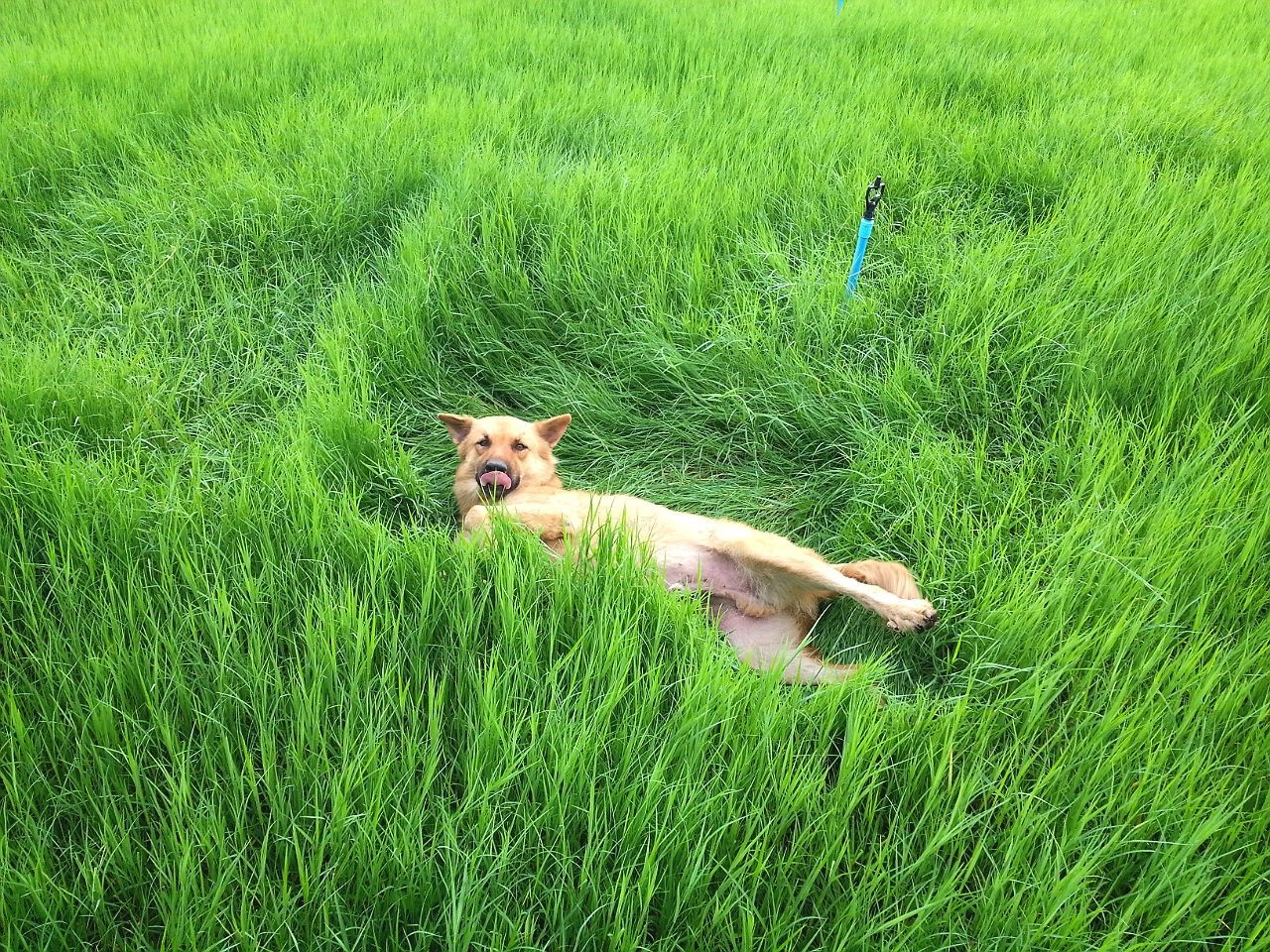 Portrait of a relaxed dog in field